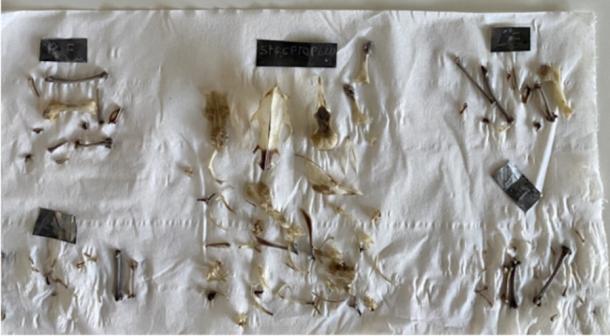 Bones of birds used in the experiments