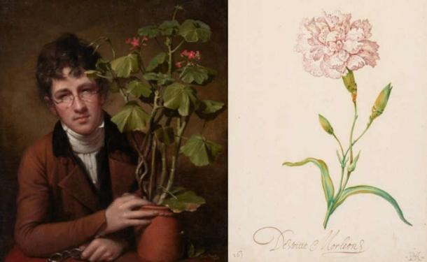 The Hidden Origins of Three English Plant Names: Carnation & Oleander &…