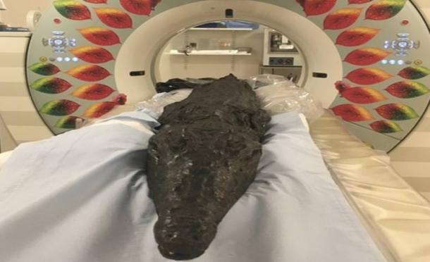 The crocodile mummy entering the CT scanner. Source: University of Manchester This article is a press release by the University of Manchester, originally titled, “Croc’s deadly last meal in Ancient Egypt unearthed”.