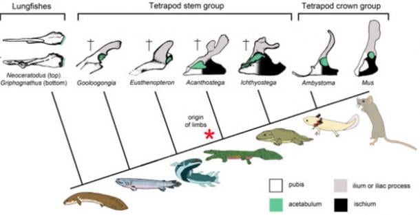 Our hips and their fish origins | Ancient Origins