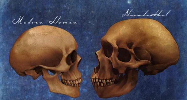 Neanderthals Archaic Extinct Human Skull Vs Modern Human Skull Comparison Art Study. Source: Winters860/Adobe Stock