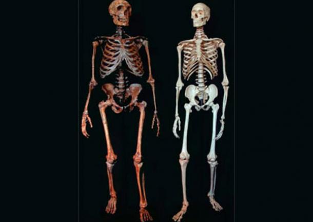 luge vs skeleton difference