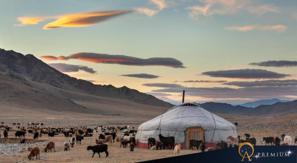 Goats surrounding a yurt in Mongolia.