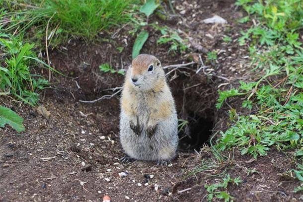 The finding of a frozen Ice Age squirrel will provide researchers the opportunity to study its physical characteristics and genetic makeup and compare them to their modern-day counterparts, such as the Arctic Ground Squirrel. (Андрей Рыков / Adobe Stock)