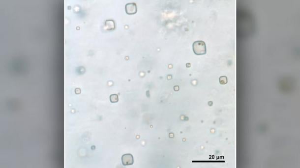 Fluid inclusions in halite with microorganisms. (Sara Schreder-Gomes)