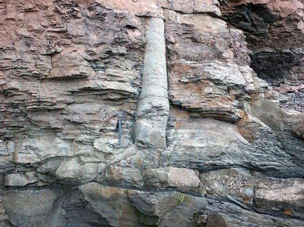 Un ejemplo de un árbol fosilizado, con raíces estigmarias adheridas. El ejemplar procede de la Formación Joggins (Pensilvania), Cuenca Cumberland, Nueva Escocia