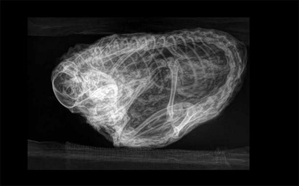 X-ray of the fur ball, that is now known to be an Ice Age squirrel from 30,000 years ago. (Yukon Beringia Interpretive Centre)