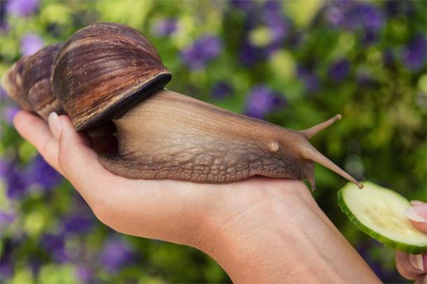 The giant snails would have been an important source of nutrition, especially for children and the elderly. (majivecka / Adobe Stock)