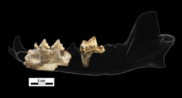 3D scans of the hemimandible fragments of the Eurasian hunting dog discovered in Dmanisi. (S. Bartolini-Lucenti / Nature)