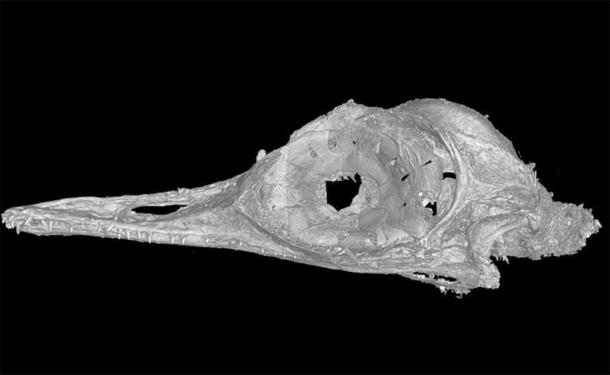This high-resolution scan allowed us to see the intricacies of a bone structure unlike any before seen in birds or dinosaurs. Xing Lida, CC BY-ND / The Conversation