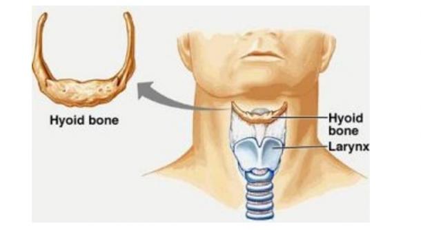 Image depicting the location of the hyoid bone and larynx in a modern huma