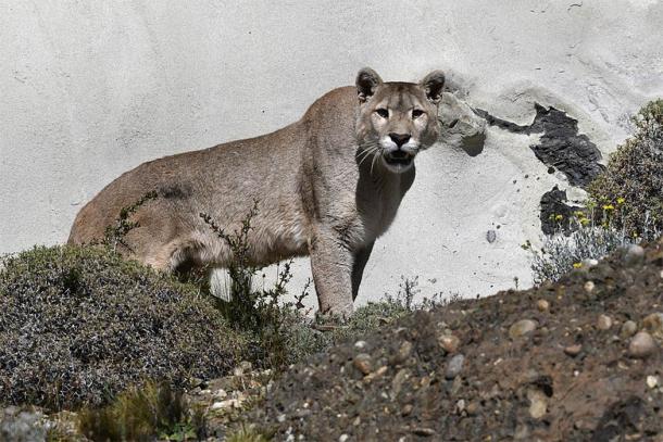 Patagonya'nın Şili kesimindeki Torres del Paine Ulusal Parkı'nda Güney Amerika puması (Wolves201 / CC BY-SA 4.0)