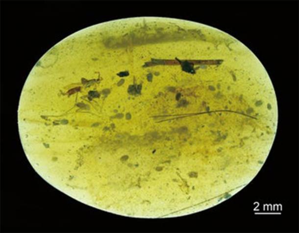 Beside a few insects, 39 ostracod crustaceans were entrapped in this tiny piece of Cretaceous amber found in Myanmar, including one containing the world’s oldest sperm cells. (He Wang & Xiangdong Zhao)