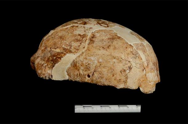 The lateral view of the Pleistocene skull fossil unearthed from Red Dear Cave. Source: Xueping Ji / CC BY-SA