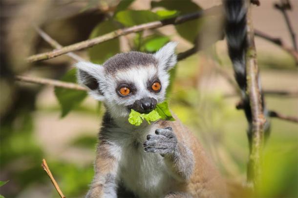 A lemur in Madagascar. (guinevra / adobe stock)