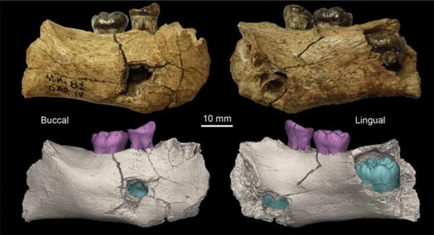 The mandible found in excavation site Garba IVE in 1981. (M. Mussi et al., Science)