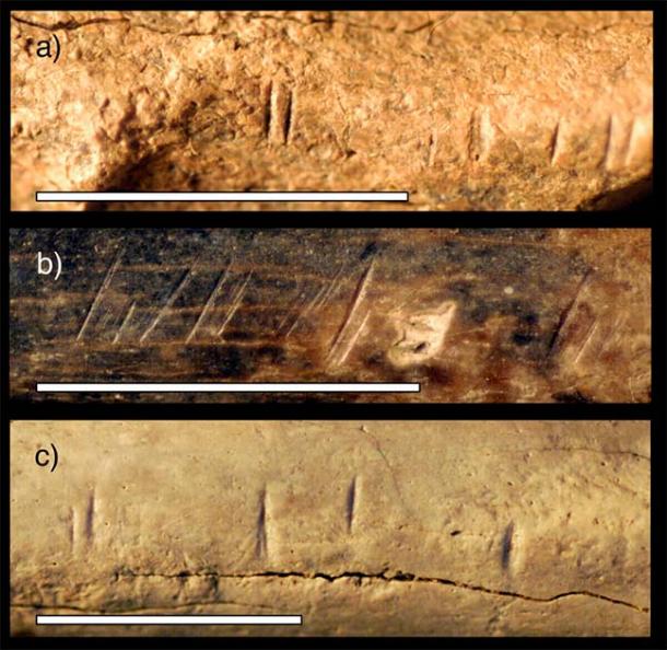Cut marks discovered on bones indicate they were worked with tools ready for eating. (Briana Pobiner/ Smithsonian National Museum of Natural History)