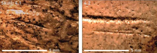 Cut marks on P. antiquus remains from Taubach. (Sabine Gaudzinski-Windheuser/Lutz Kindler/PNAS