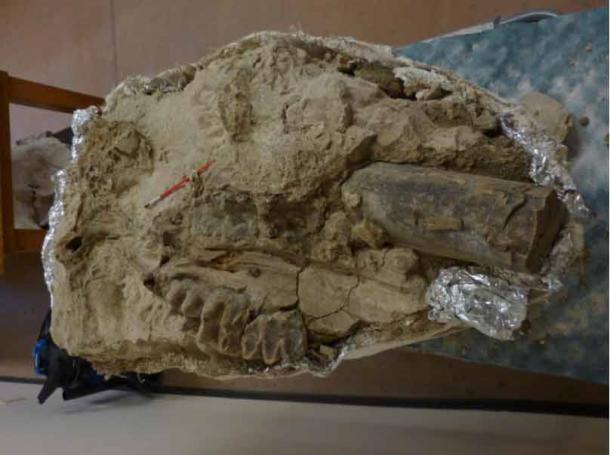 A complete mastodon skull complete with teeth was found. (EBMUD)