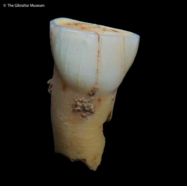 The milk tooth, a canine, was found in a level from the upper section of Vanguard Cave in 2017. (© The Gibraltar Museum)