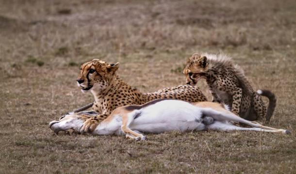 The new study shows that the prey animals had been ‘butchered in those places that would have most likely already have been stripped clean of flesh had the animals been killed by predators like big cats.’ (Mark /Adobe Stock)