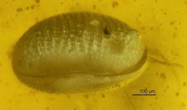 One of the ostracods trapped in amber. (He Wang/XiangdongZhao/Chinese Academy of Sciences)