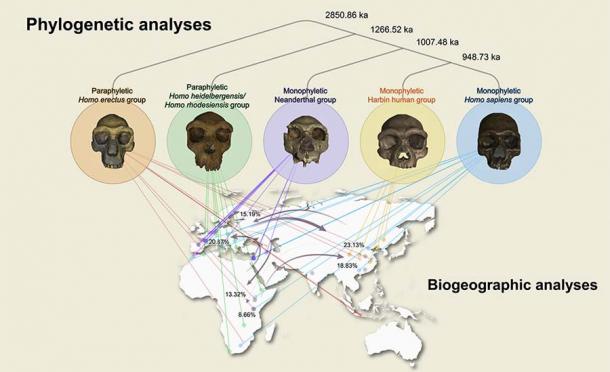 Here the phylogenetic analysis puts the skull in the context of human development. (The Innovation / Cell)