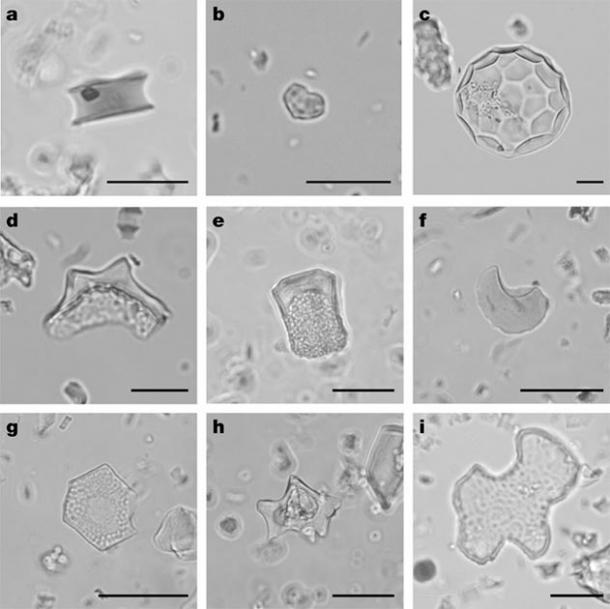 Earliest Amazon Inhabitants Created Thousands of 'Forest Islands ...