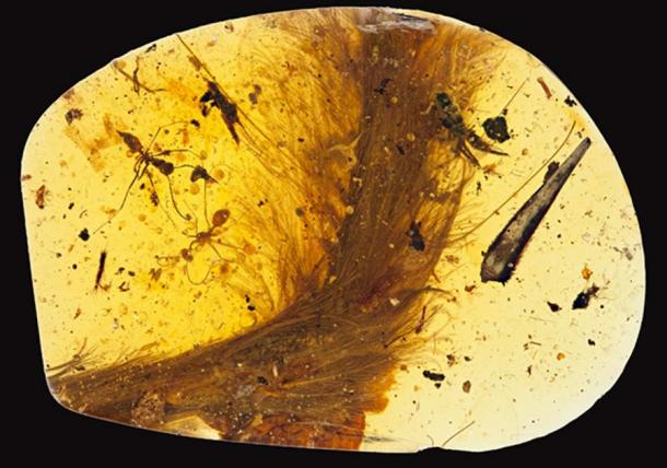 A 99 million-year-old piece of amber with a feathered dinosaur tail trapped inside.