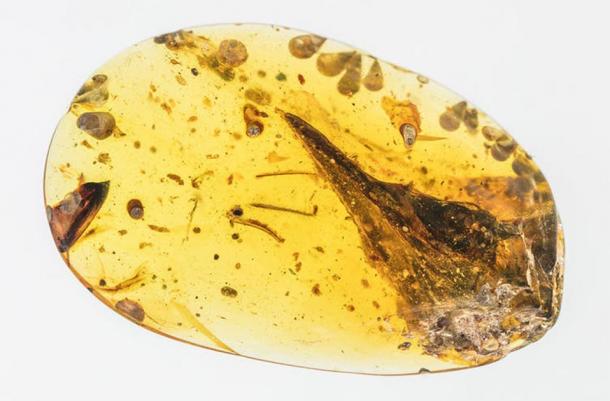 The piece of amber measures only 1.25 inches (31.5 millimeters) in length. The skull is a mere 0.6 inches (11 millimeters). Xing Lida, CC BY-ND / The Conversation
