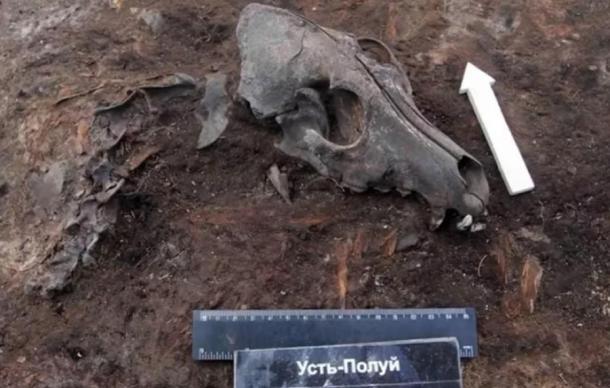 Archaeologists have discovered a prehistoric dog graveyard at a 2,000-year-old village near the Arctic Circle in Russia's Siberia, which could be evidence of an ancient Arctic dog breeding program. Source: (University of Alberta/Robert Losey)