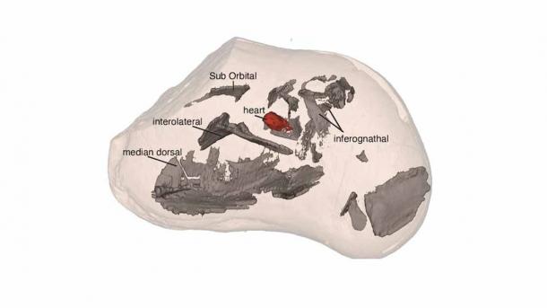The 3D, preserved Gogo placoderm fish, bones are shown in grey, and the fish’s fossilized heart in red. (Kate Trinajstic / Curtin University)