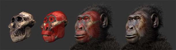 A reconstruction of what Paranthropus might have looked like progressing from left to right. (Cicero Moraes / CC BY-SA 4.0)