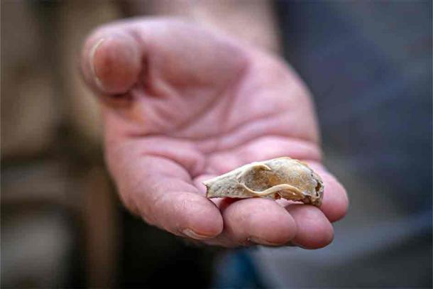 Remains left in the wall, such as this bat skull, were radiocarbon dated to provide dating. (IAA)