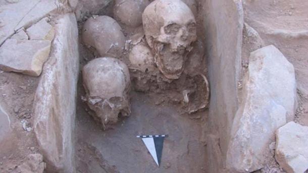 Un conjunto de cráneos encontrados enterrados en una cista de piedra dentro de una casa prehistórica en Shkārat Msaid en Jordania. Iмagen: Moritz Kinsel, Proyecto Neolítico Shkārat Msaid, Uniʋersidad de Copenhague.