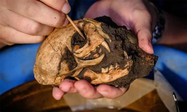 The skull of the pet cat, dubbed “Maxipus” (Guardian / English Heritage)