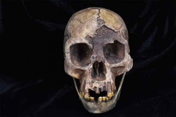 A cast of the skull of Homo floresiensis, one of the hominin species analyzed in the latest study. (The Duckworth Laboratory, University of Cambridge)