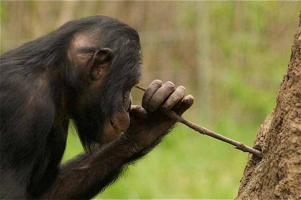 Use of sticks and stones is the height of chimpanzee technological advancement (Ucumari photography/CC BY NC-ND 2.0)