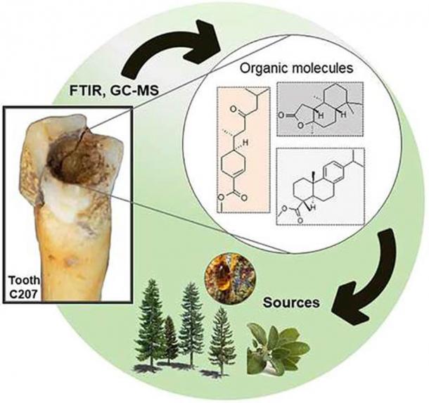 The recent study on Maya teeth revealed how plant sealants, mostly made from pine trees, were also part of the teeth jewelry procedures performed by Maya dentists. (Journal of Archaeological Science)