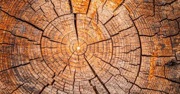 Tree rings made the perfect source of data for this research. (tomeyk / Adobe Stock)
