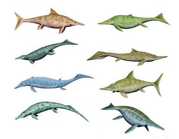 All shapes and sizes: Illustration showing the diversity of various Ichthyosaurs.