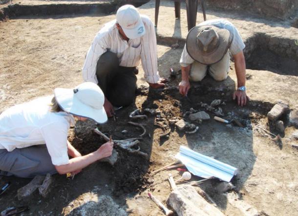 Los restos del guerrero fueron desenterrados en un sitio en el Delta del Nilo y se cree que representan una víctima de una revuelta egipcia hace unos 2.200 años, dicen los investigadores.  (R. Littman y J. Silverstein)