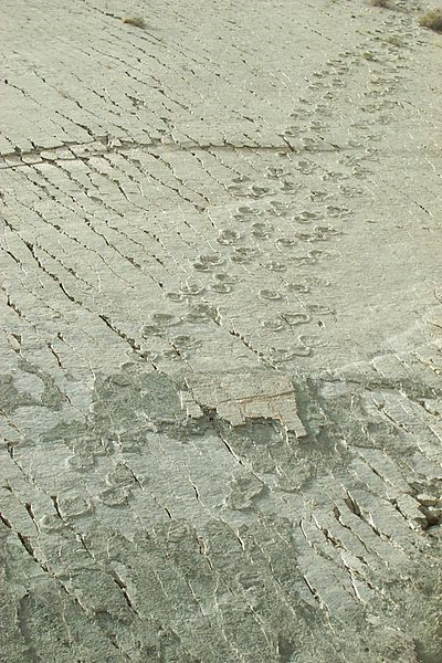 Dinosaur (titanosaurs) footprints.