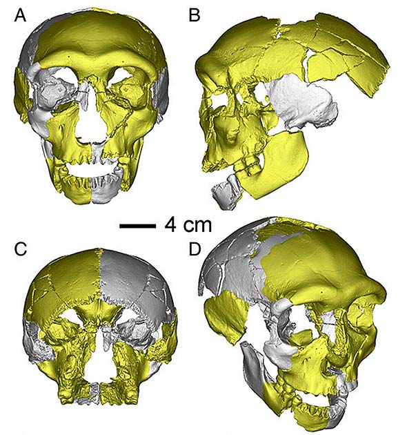 The virtually reconstructed HLD 6 skull. (Wu Liu et al. Proceedings of the National Academy of Sciences, 2019)